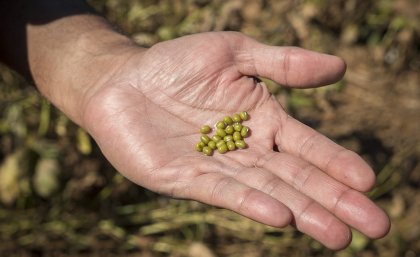 Mungbean grown in Kingaroy, Queensland. Man's hand holding quantity of mungbean, green in colour